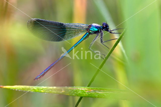 Weidebeekjuffer (Calopteryx splendens)