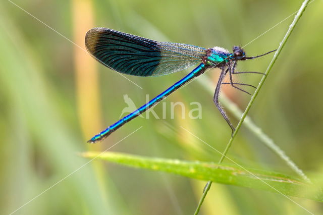 Weidebeekjuffer (Calopteryx splendens)