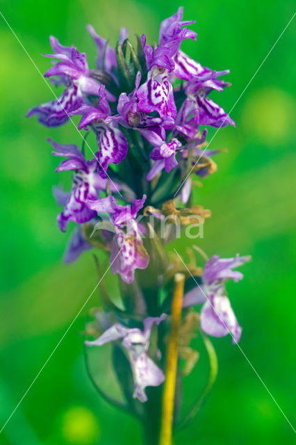 Southern Marsh-orchid (Dactylorhiza majalis subsp. praetermissa)