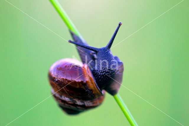 slak (gastropods Gastropoda)