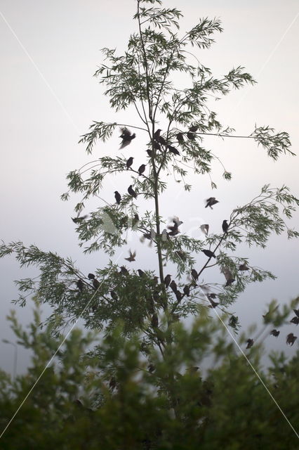 European Starling (Sturnus vulgaris)