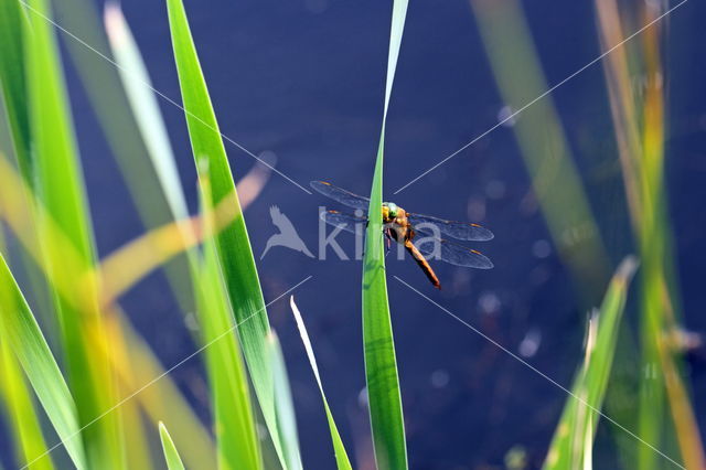 vroege glazenwasser (Aeshna isoceles)