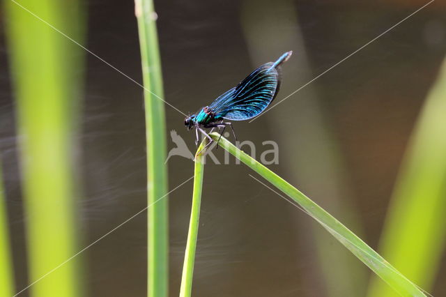 Weidebeekjuffer (Calopteryx splendens)