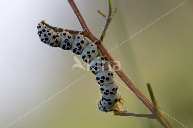 Helmkruidvlinder (Cucullia scrophulariae)