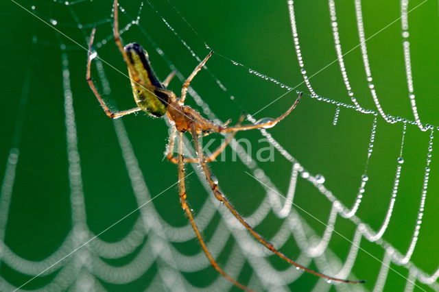 Spinnen (Araneae)