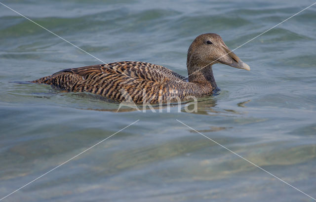 Eider (Somateria mollissima)