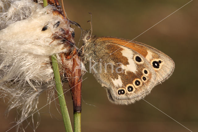 Veenhooibeestje (Coenonympha tullia)