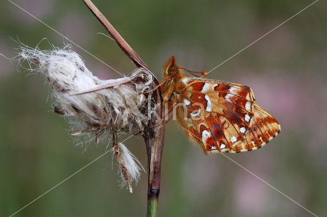 Cranberry Fritillary (Boloria aquilonaris)