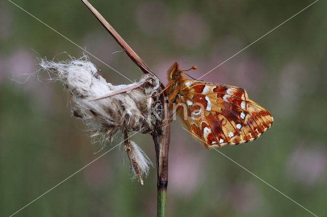 Veenbesparelmoervlinder (Boloria aquilonaris)