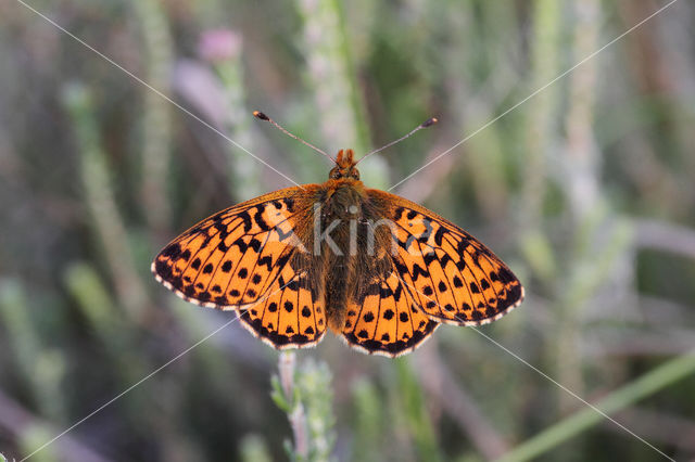 Veenbesparelmoervlinder (Boloria aquilonaris)