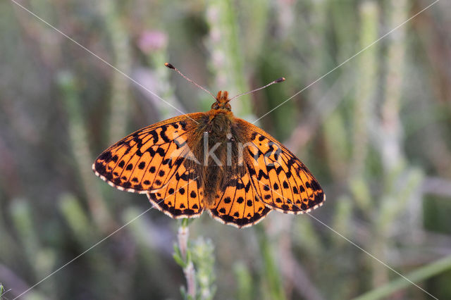 Veenbesparelmoervlinder (Boloria aquilonaris)