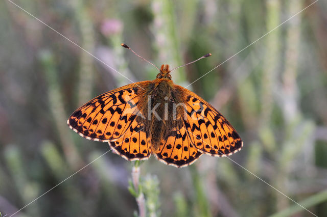 Veenbesparelmoervlinder (Boloria aquilonaris)