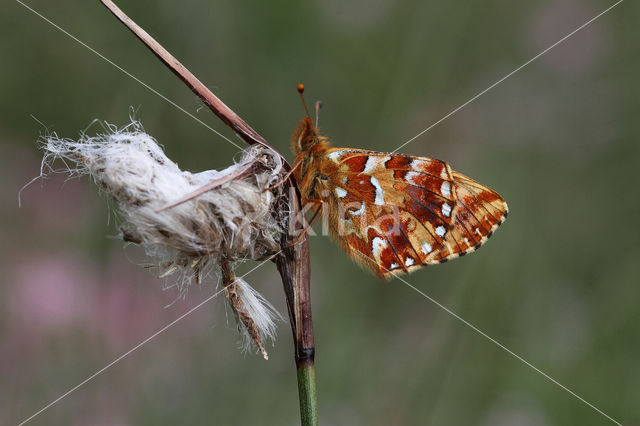 Veenbesparelmoervlinder (Boloria aquilonaris)