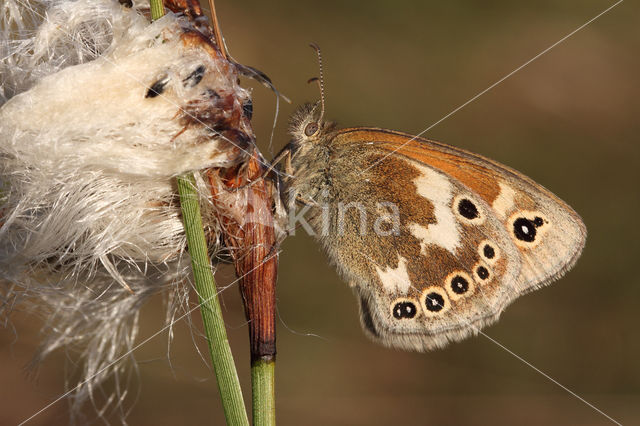 Veenhooibeestje (Coenonympha tullia)