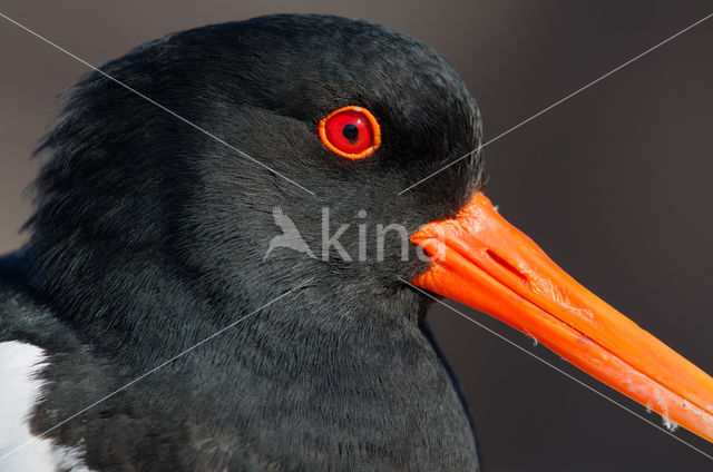 Oystercatcher (Haematopus ostralegus)