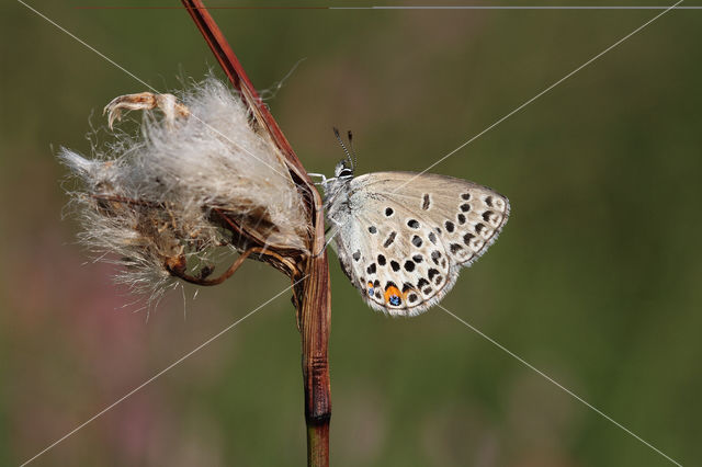 Cranberry Blue (Plebejus optilete)