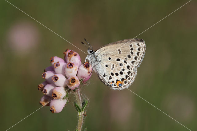 Veenbesblauwtje (Plebejus optilete)