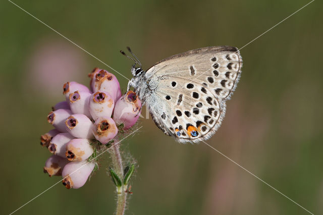 Cranberry Blue (Plebejus optilete)