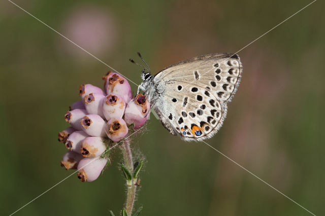 Veenbesblauwtje (Plebejus optilete)