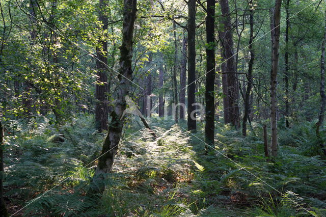 Varens (Polystichum polyblepharum)