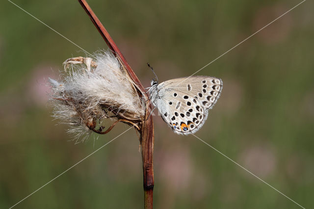 Cranberry Blue (Plebejus optilete)