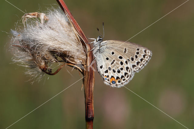 Veenbesblauwtje (Plebejus optilete)