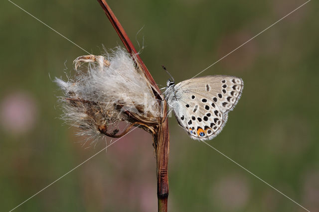 Veenbesblauwtje (Plebejus optilete)