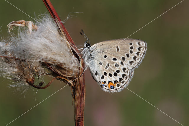 Veenbesblauwtje (Plebejus optilete)