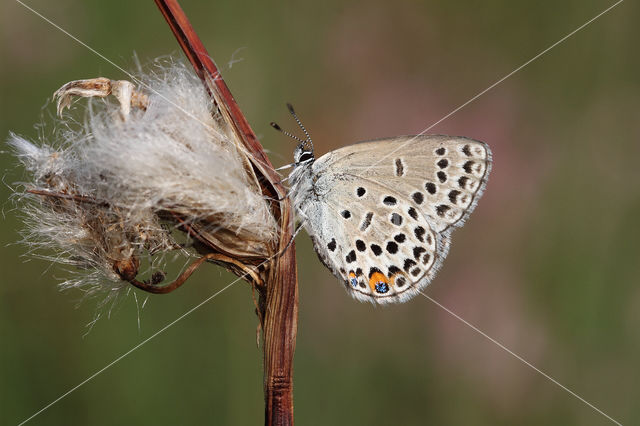 Veenbesblauwtje (Plebejus optilete)