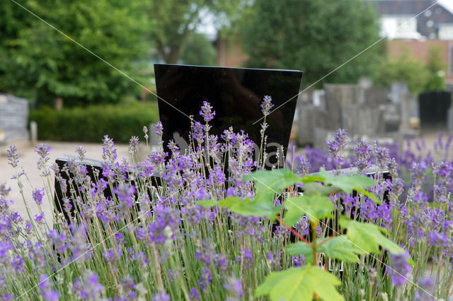 English lavender