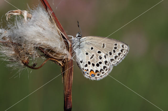 Veenbesblauwtje (Plebejus optilete)