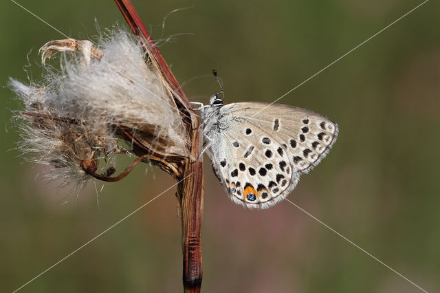 Cranberry Blue (Plebejus optilete)