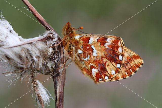 Veenbesparelmoervlinder (Boloria aquilonaris)