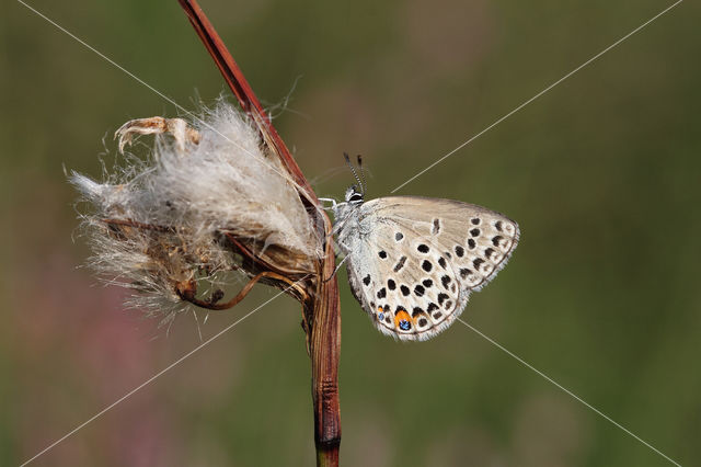 Cranberry Blue (Plebejus optilete)