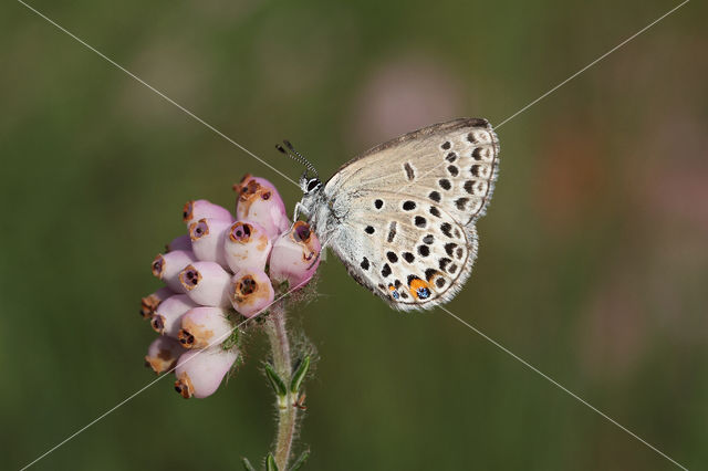 Veenbesblauwtje (Plebejus optilete)