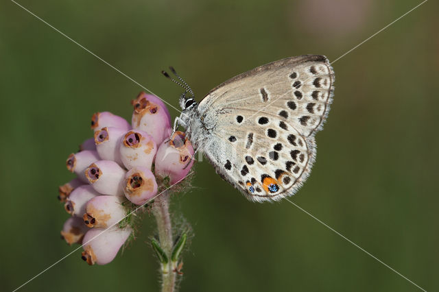 Veenbesblauwtje (Plebejus optilete)