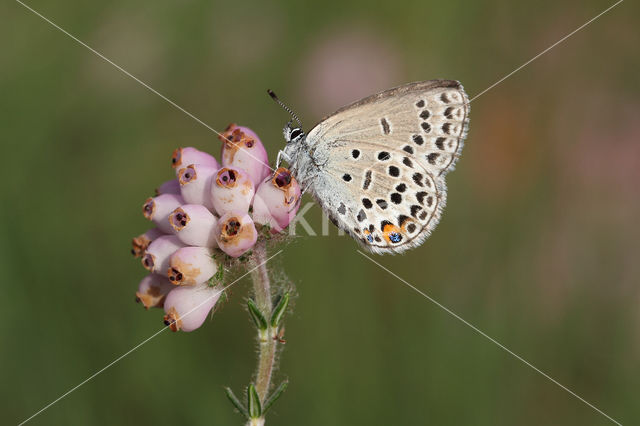 Veenbesblauwtje (Plebejus optilete)