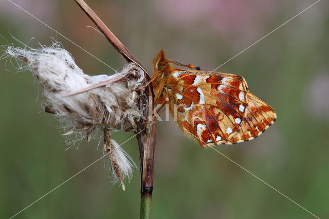 Veenbesparelmoervlinder (Boloria aquilonaris)