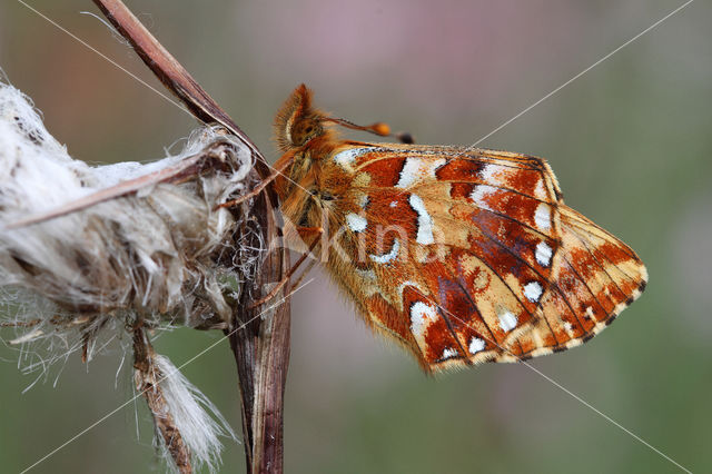 Veenbesparelmoervlinder (Boloria aquilonaris)