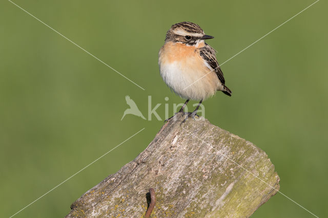 Whinchat (Saxicola rubetra)