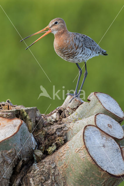 Grutto (Limosa limosa)