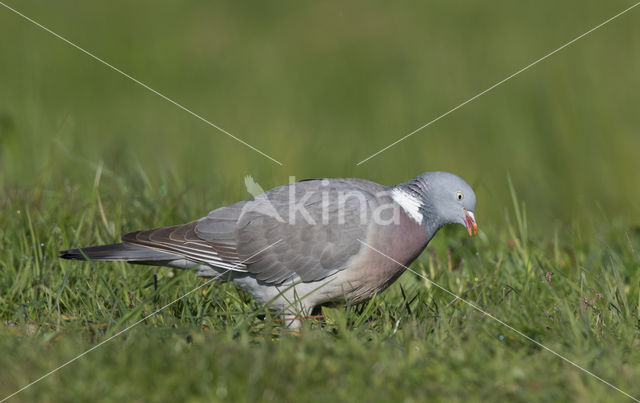 Houtduif (Columba palumbus)