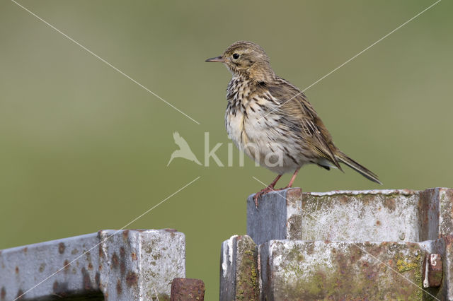 Graspieper (Anthus pratensis)