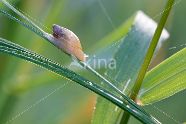 slak (gastropods Gastropoda)