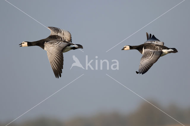 Brandgans (Branta leucopsis)