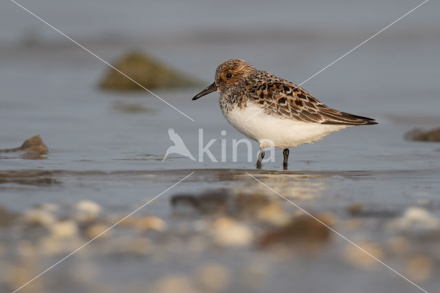 Sanderling (Calidris alba)