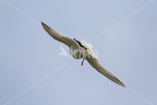 Sandwich Tern (Sterna sandvicencis)