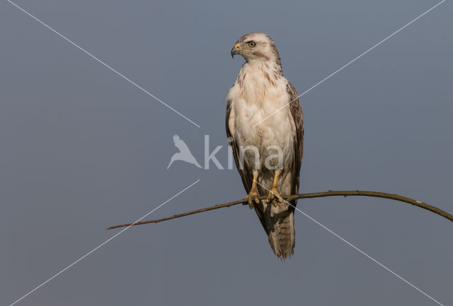 Common Buzzard (Buteo buteo)