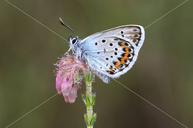 Silver Studded Blue (Plebejus argus)