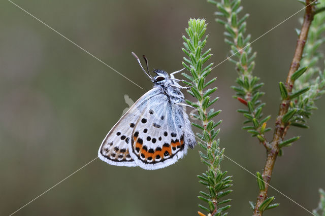 Silver Studded Blue (Plebejus argus)